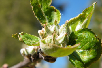 Red Gloria Mundi apple flower buds