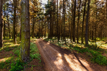 Forest path between big pine trees