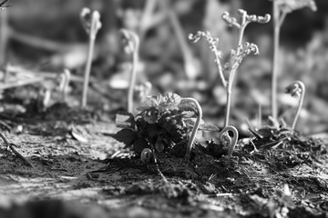 the first spring young fern