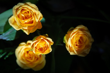 Four yellow roses close up isolated on black background