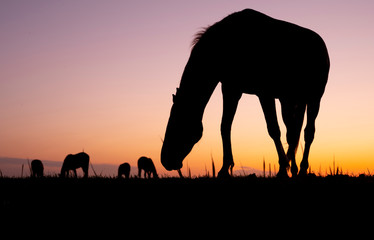 silhouette of horses in meadow against colorful setting sun