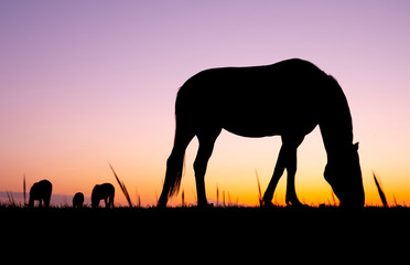 silhouettes of horses in meadow against colorful setting sun