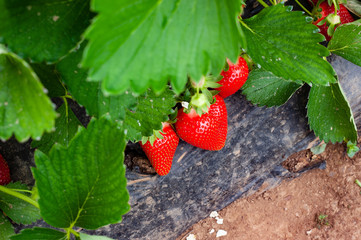 Closeup of garden strawberries ripening in organic garden. Strawberry field on fruit farm.