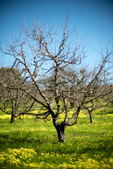 Apple trees apple Orchard and yellow mustard flowers with green grass in spring in Sebastopol Green Valley in California