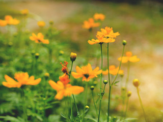Yellow color cosmos flowers garden for relaxation and nature concept.