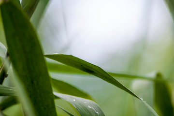 field green grass landscape background
