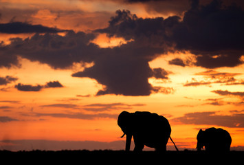 Fototapeta na wymiar Silhouette of African elephants, mother and a calf