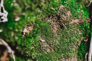 beautiful green moss close-up in the wild, spring time, take care of nature, wild habitat