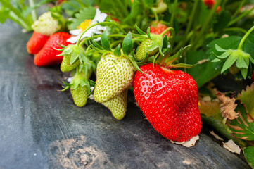 Closeup of garden strawberries ripening in organic garden. Strawberry field on fruit farm.