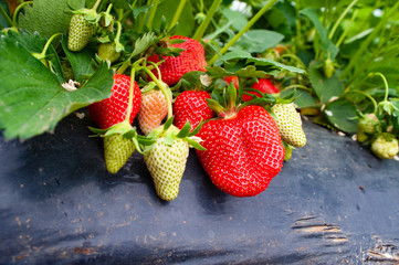 Closeup of garden strawberries ripening in organic garden. Strawberry field on fruit farm.