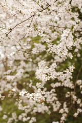 spring flower on the tree.flowers.flowering