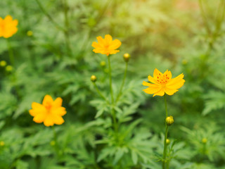 Yellow color cosmos flowers garden for relaxation and nature concept.