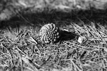 pinecones christmas autum