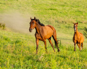 herd of horses runs through the meadow.