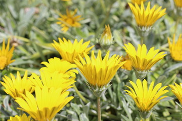 yellow dandelion flowers