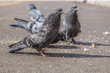 flock of pigeons pecks bread crumbs in spring afternoon