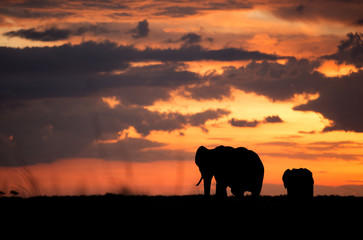 Fototapeta na wymiar Silhouette of African elephants