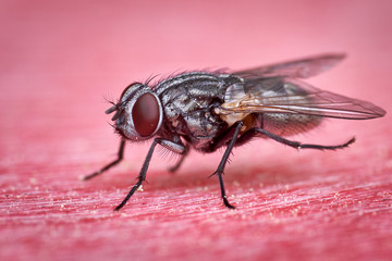 closeup of grey marbled Sarcophagacarnaria sitting on red surface showing detailed body hair