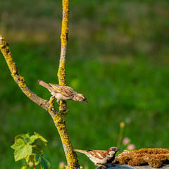 pair of sparrows in the garden.