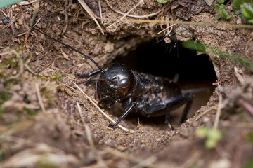 black male field cricket crawling carefully out of the burrow