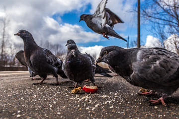 flock of pigeons pecks bread crumbs in spring afternoon
