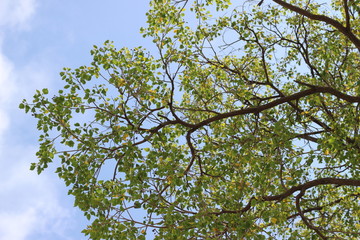 tree branches against blue sky