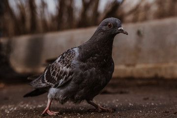 lonely pigeon begs food from passers-by
