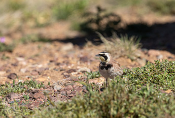 Horned Lark in Spring