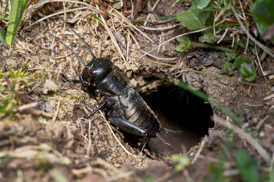 black field cricket sitting in front of the burrow
