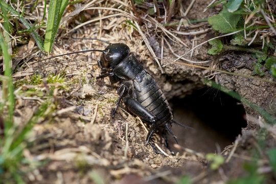 black male field cricket sitting in front of the burrow