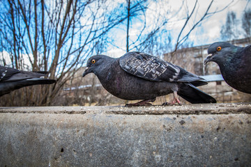 Fototapeta premium flock of pigeons pecks bread crumbs in spring afternoon