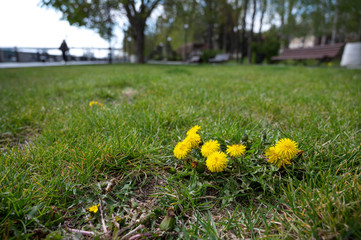 ordinary bright dandelions among the grass in the meadow