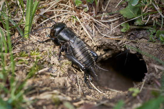 black field cricket sitting in front of the burrow