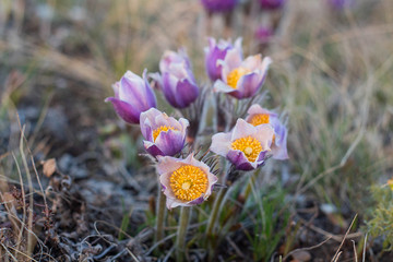Pulsatilla easter flower on the meadow