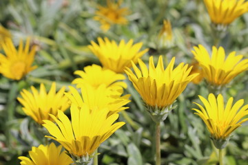 yellow flowers in the garden