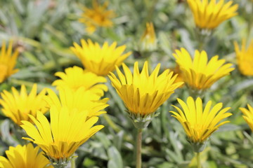 yellow flowers in the garden