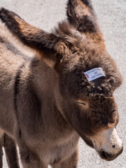 Obraz premium A burro foal with a do not feed sign