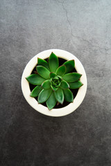 piccola pianta succulenta in un vaso bianco