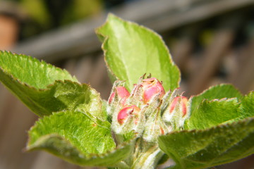 Red Gloria Mundi apple flower buds