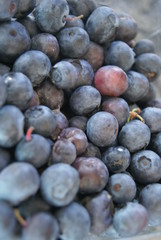 close up of fresh blueberries