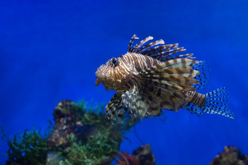 Lionfish (dendrochirus zebra), fish in an aquarium