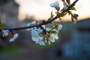 Flowering cherry tree in spring garden