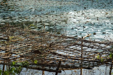 water lily on a pond in hue