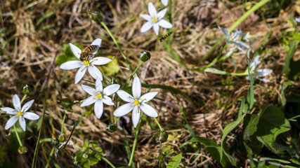 white flower of Ornithogalum umbellatum commonly known as garden star of Bethlehem and grass lily a...