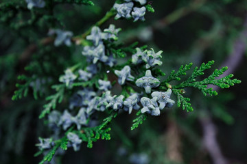 Green branch of cypress with blue cones on the background of conifer tree
