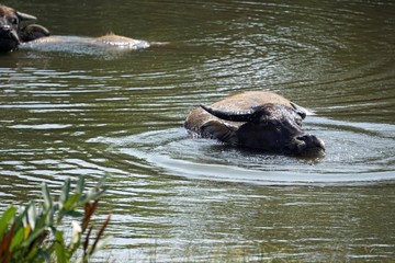 water buffalo in a puddle