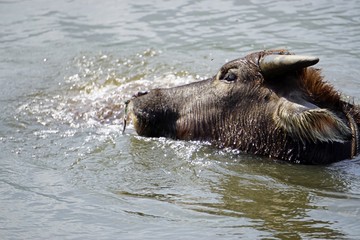 Fototapeta premium water buffalo in a puddle
