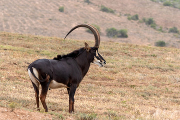 Sable antelope bull