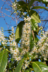 Prunus laurocerasus