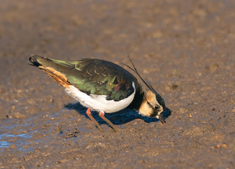 Lapwing searching for worms